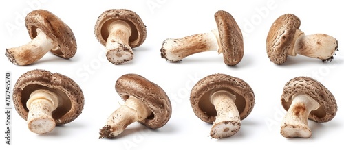 Collection of shiitake or Chinese mushrooms on a white backdrop.