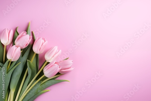 pink tulips on pink background photo