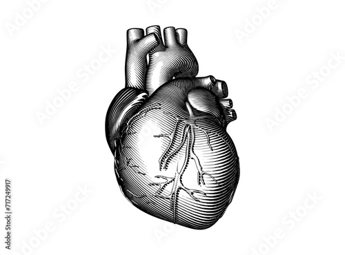 Black and white engraving human heart vector illustration