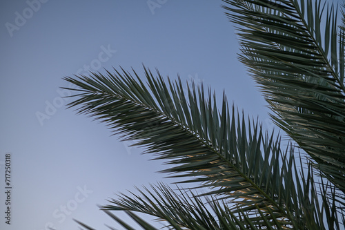 palm leaves against the sky 4