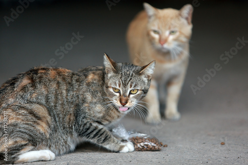 Retrato de un gato callejero