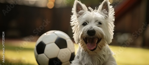 A panting west highland terrier dog guarding a soccer ball.