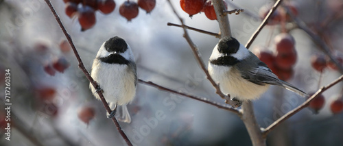 Canvas Print birds on a branch