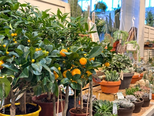 Cropped shot of small young orange trees for sale at garden center