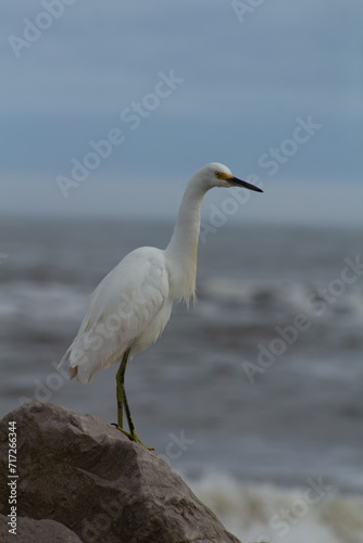 Wallpaper Mural Great white egret perched on a rock overlooking ocean surf. Torontodigital.ca