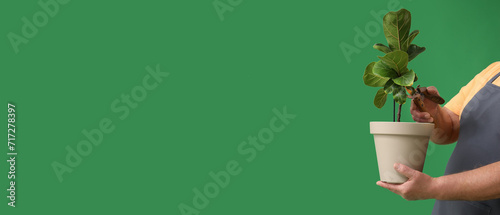 Male gardener with houseplant in pot and pruner on green background with space for text photo