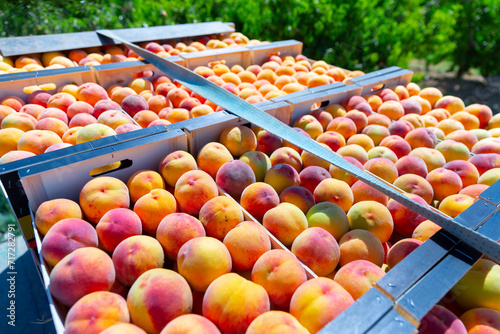 Closeup of freshly harvested ripe organic peaches in crates stacked outdoors in orchard on sunny summer day. Rich farm harvest