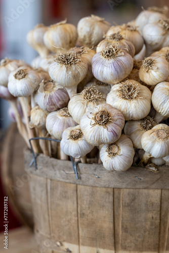 Large white bulbs of raw garlic in a round container. The bulbs are drying after being harvested with their long thin roots at the end of the vegetable. The outer thin papery skin layers are drying.