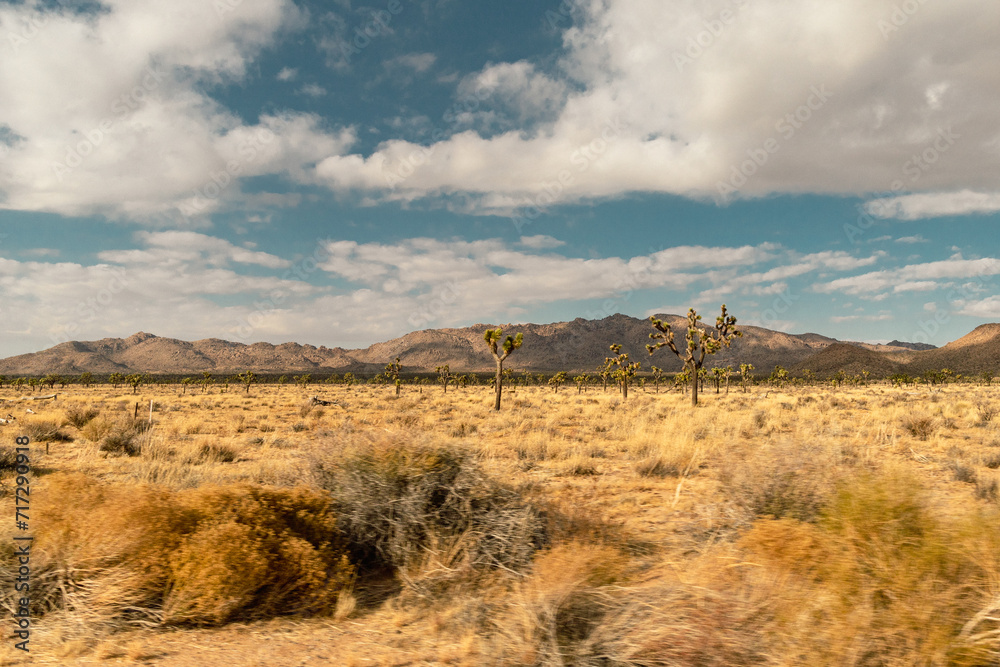 desert landscape in California San Bernardino