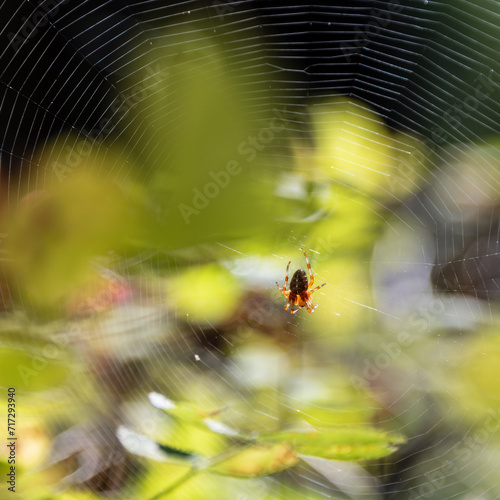 Backlit spider on a web - Patos Island - San Juan Islands - Washington
