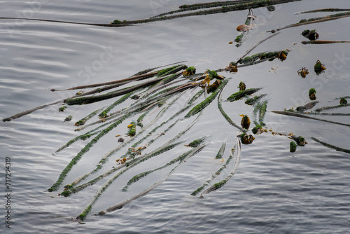 Bull kelp along the shore of Stuart Island, San Juan Islands, Washington