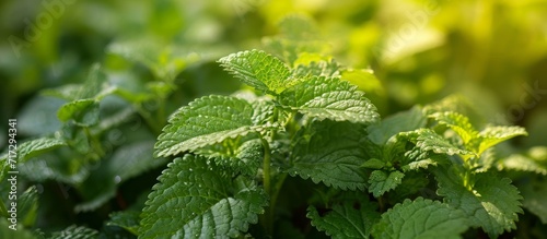 Melissa officinalis, a fresh lemon balm plant, thrives in a garden with sunlight and shade.