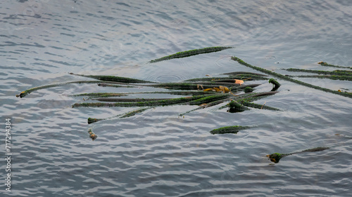 Bull kelp along the shore of Stuart Island, San Juan Islands, Washington