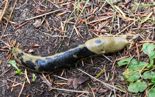 Pacific Banana Slug - San Juan Islands, Washington