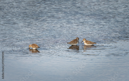 Sandpipers on Lopez Island, Spencer Spit State Park - San Juan Islands, Washington
