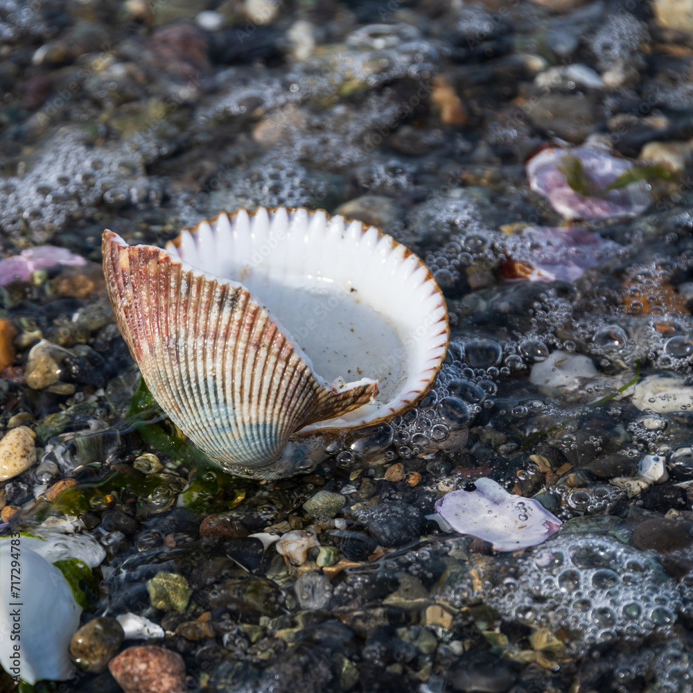 Sea shell on the beach - San Juan Islands, Washington Sea shell on the beach - San Juan Islands, Washington