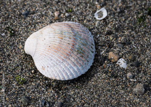 Sea shell on the beach - San Juan Islands, Washington