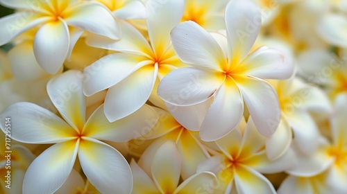 Tropical frangipani flowers in full bloom generative ai