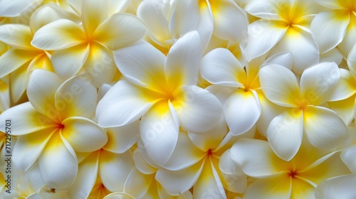 Tropical frangipani flowers in full bloom generative ai