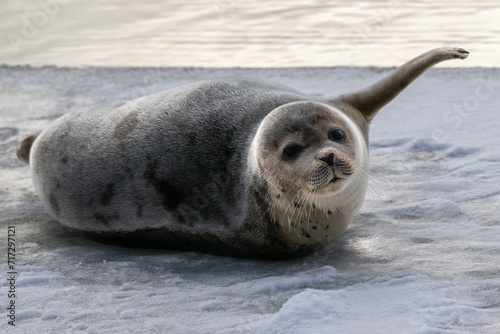 A young grey harp seal lays on an ice pan with its hairy forearm flippers with blunt claws. The animal has soft thick fur skin with black and brown spots. The seal has dark eyes, and long whiskers. photo