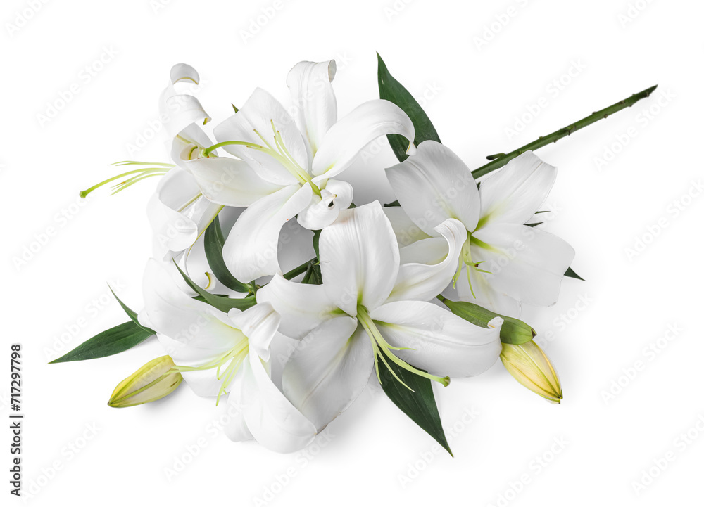 Beautiful lily flowers on white background Beautiful lily flowers on white background