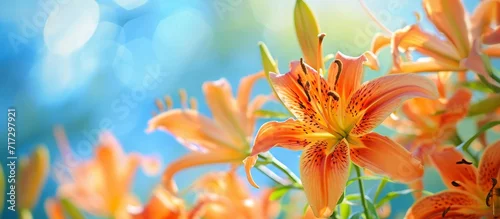Obraz  z motywem Tiger lilies abstract close-up against a blue sky.