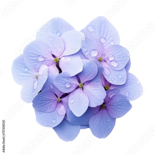 flower - Hydrangea flowers in shades of purple and pink are incredibly beautiful, with raindrops clinging to them