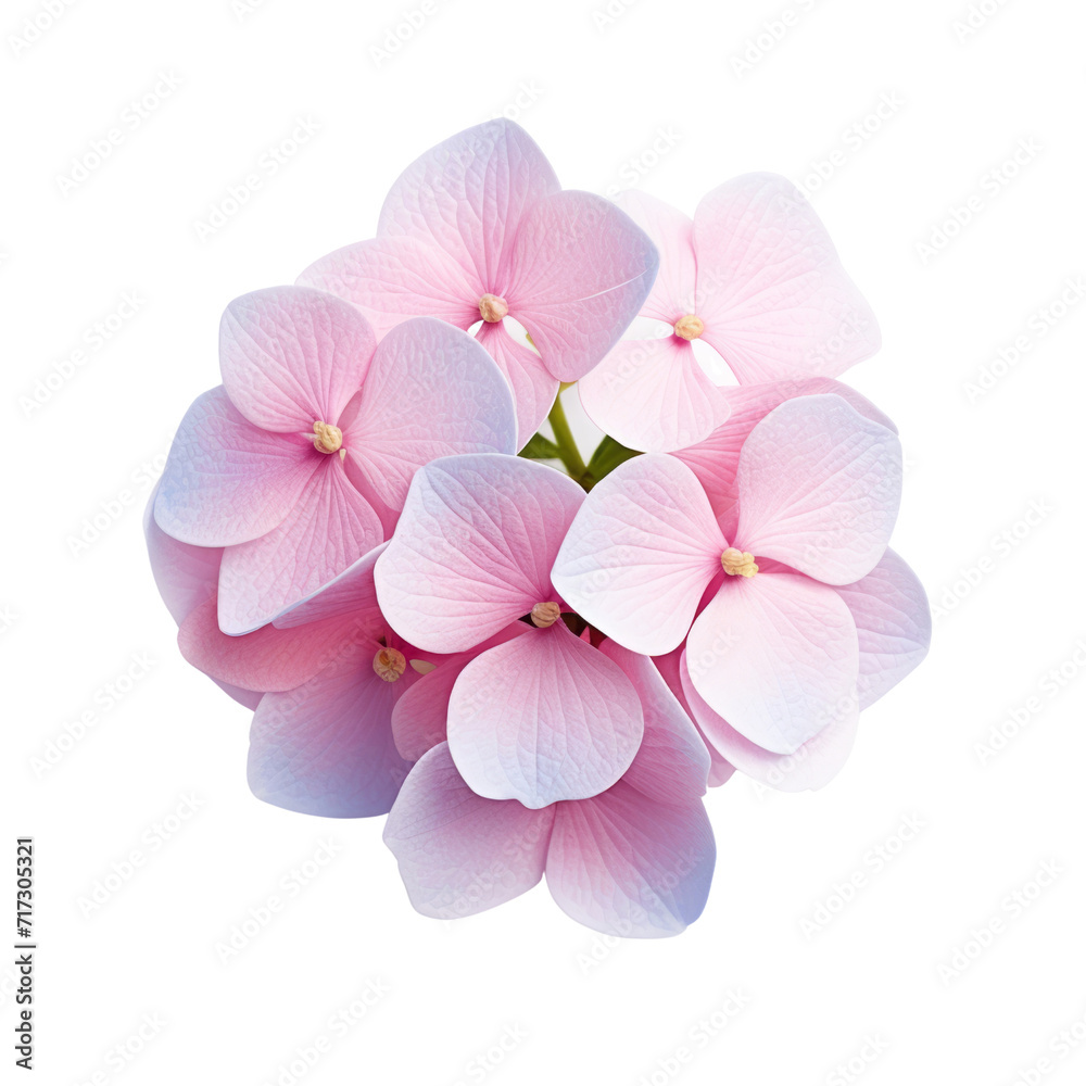 flower - Hydrangea flower cluster in cute pink and purple