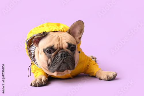 Cute French bulldog in raincoat lying on lilac background © Pixel-Shot