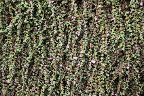 Wall of small purple climbing flowers