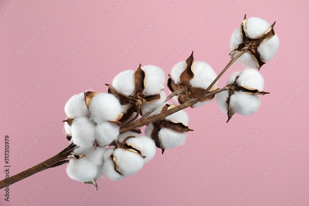 Beautiful cotton branch with fluffy flowers on pink background