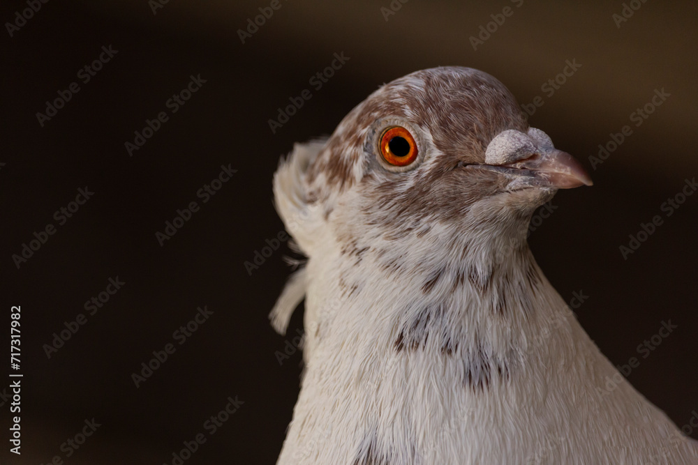 Closeup of a pigeon's portrait with breathtaking look Closeup of a pigeon's portrait with breathtaking look