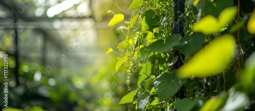 Close-up photo of a greenhouse Aristolochia Kwangsiensis, a genus of woody vines and perennial plants. photo