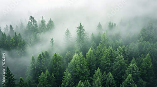 Misty Pine Forest at Dawn © Stanley