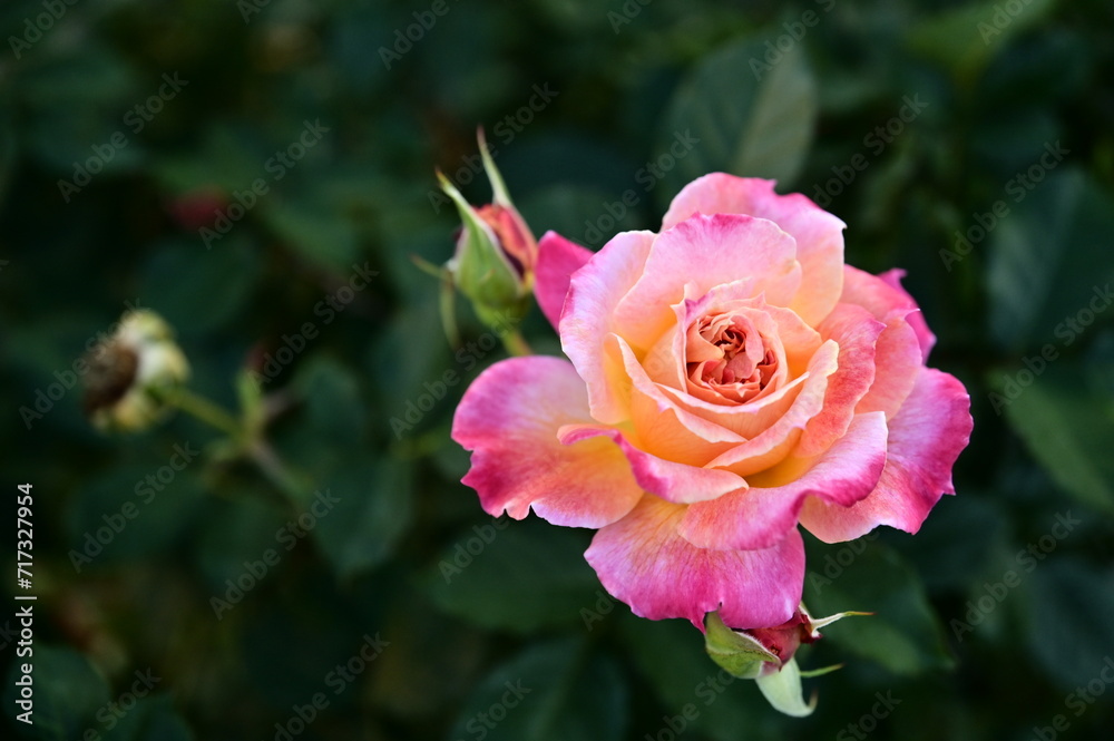 The image showcases a field of these vivid rose flowers in an autumn garden with selective focus, highlighting the intricate details of a single blossoming rose against the blurred backdrop of nature. The image showcases a field of these vivid rose flowers in an autumn garden with selective focus, highlighting the intricate details of a single blossoming rose against the blurred backdrop of nature.