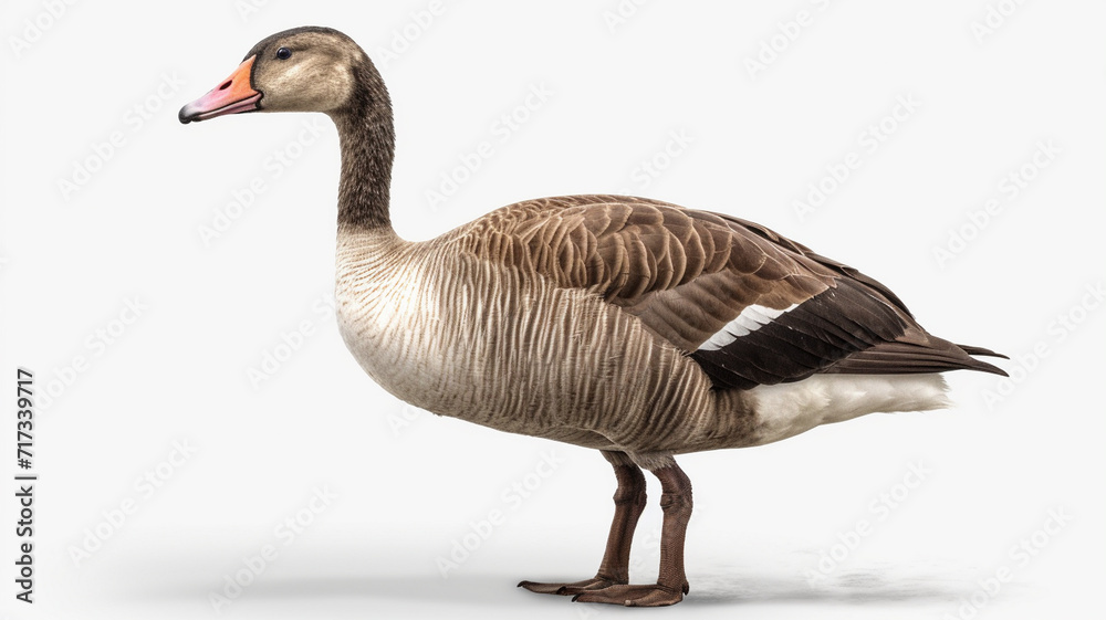 Goose