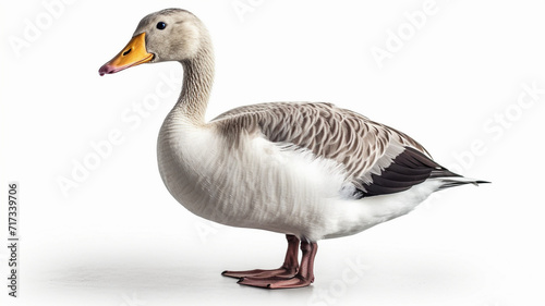 Goose