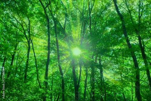 Forest Sunlight © Ray Park Stock Photo