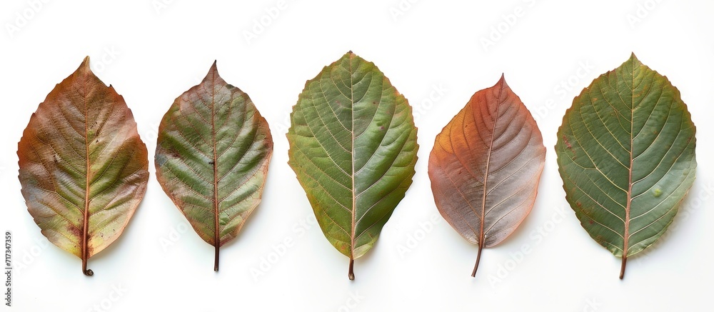 Fototapeta premium Terminalia catappa leaves on a blank backdrop (clipping included).