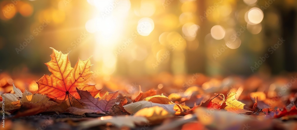 Autumn leaves adorn a lovely bokeh background with forest floor on a blurred sunlit backdrop.