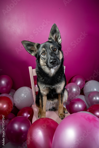 A Australian Shepherd - Cattle Dog mix puppy with a pink Valentines Day background and balloons