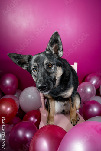 A Australian Shepherd - Cattle Dog mix puppy with a pink Valentines Day background and balloons