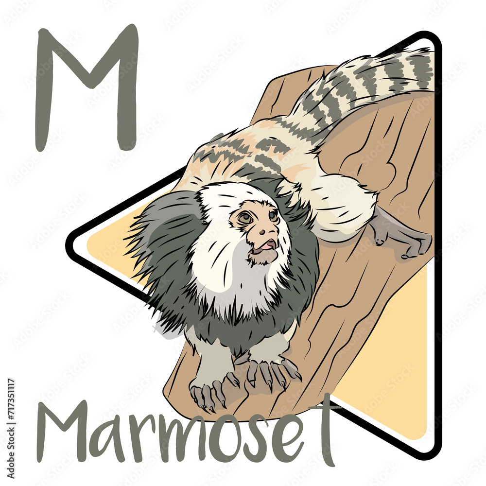 Marmoset Is A Unique New World Monkey They Are Tree dwelling Primates marmoset-is-a-unique-new-world-monkey-they-are-tree-dwelling-primates
