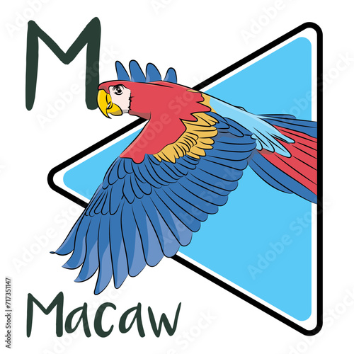 Macaws are highly intelligent, mate for life, and can live up to 60 years. There are at least 17 species of macaws, and several are endangered. Both male and female macaws look alike.