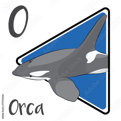 Orca is a marine mammal. Orcas are highly intelligent and able to coordinate hunting tactics. The dorsal fin of a male orca is up to two meters tall. Often referred to as wolves of the sea.