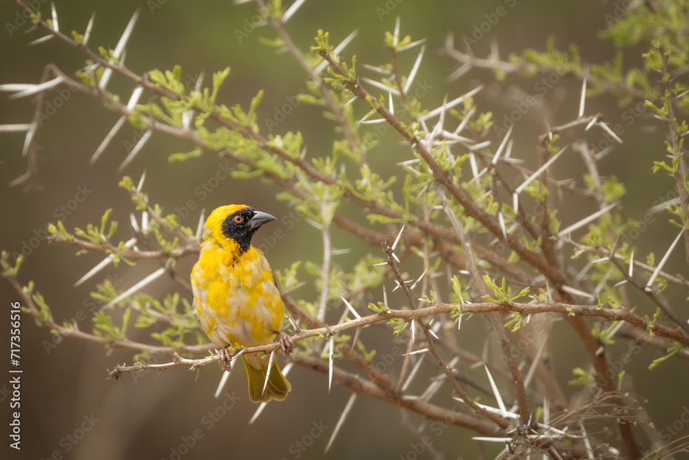 Fototapeta premium An African Masked Weaver bird sitting and looking around in an acacia tree with massive sharp thorns in Rietvlei nature reserve near Pretoria in South Africa