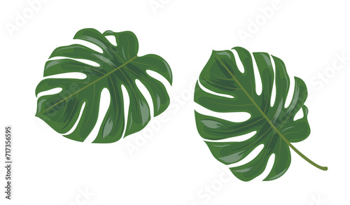 Colored vector icon. Monstera leaf macro.