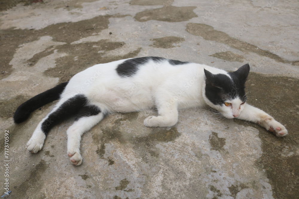 Indonesia's Sumatran wild cat is now widely kept and cared for by the community. Sumatran wild cats are very easy to tame and care for and are easy to feed Indonesia's Sumatran wild cat is now widely kept and cared for by the community. Sumatran wild cats are very easy to tame and care for and are easy to feed