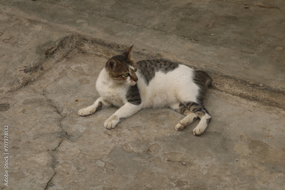 Indonesia's Sumatran wild cat is now widely kept and cared for by the community. Sumatran wild cats are very easy to tame and care for and are easy to feed
