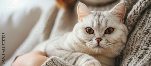 Closeup of a cute British Shorthair cat with its owner at home, white and adorable.